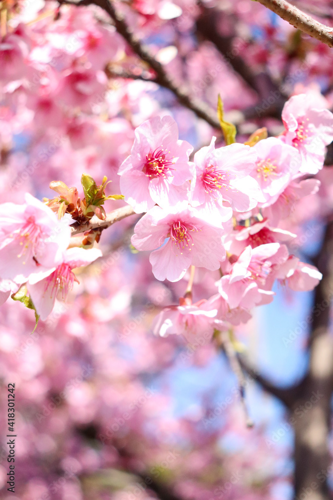 サクラ 桜 さくら 満開 春 日本 お花見 きれい 美しい 入学 卒業 ピンク 淡い サクラ 桜 さくら 満開 春 日本 お花見 きれい 美しい 入学 卒業 ピンク 淡い