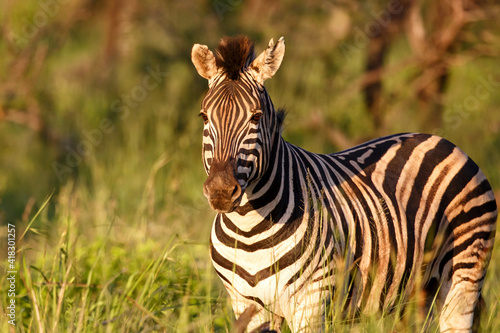 Zebra walking around in Nambiti Game Reserve near Ladysmith in South Africa