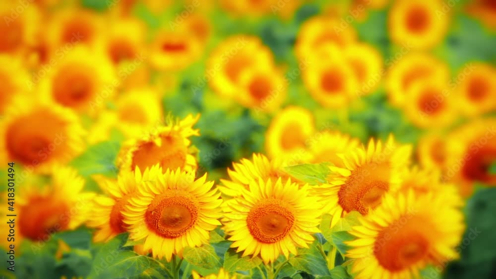 background of blooming sunflowers sunset background of blooming sunflowers sunset