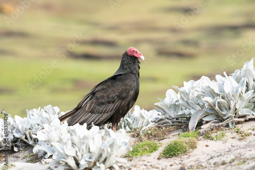 The Turkey vulture (Cathartes aura) © Johannes Jensås