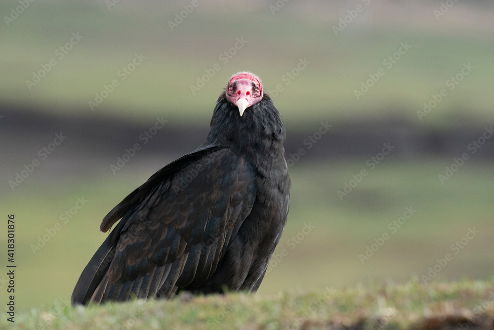 The Turkey vulture (Cathartes aura) The Turkey vulture (Cathartes aura)