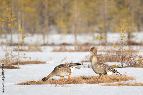 фотографія A pair of bean geese (Anser Fabalis) looking for something to eat during the mig