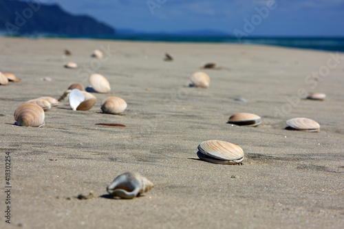 Mussels on idyllic sandy beach in New Zealand