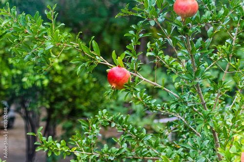 pomegranate fruit on tree in medditerranean sea photo