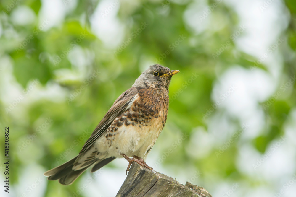 The fieldfare (Turdus pilaris) is a member of the thrush family. Bird perched on a stump in Estonian nature The fieldfare (Turdus pilaris) is a member of the thrush family. Bird perched on a stump in Estonian nature