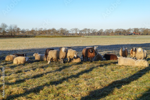 sheep in the field