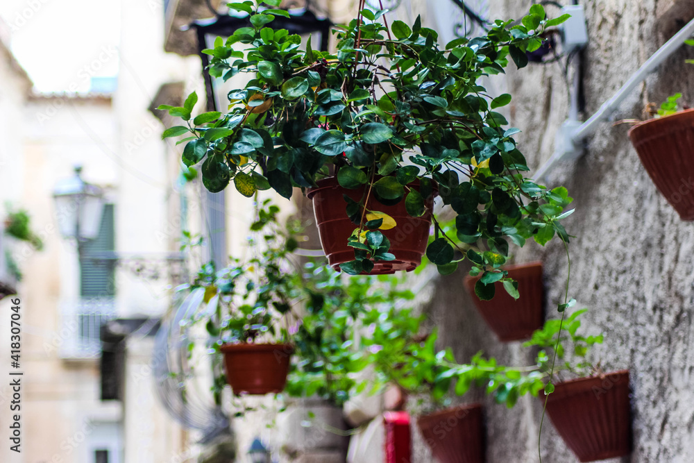 flower pots on old town house in tropea