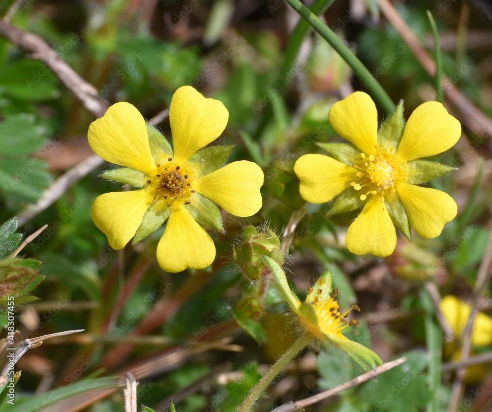 Yellow flowers of Potentilla tabernaemontani plant. Terrace next to rural road, sunny day, Munilla, La Rioja, Spain. Yellow flowers of Potentilla tabernaemontani plant. Terrace next to rural road, sunny day, Munilla, La Rioja, Spain.