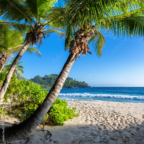 Fototapeta Naklejka Na Ścianę i Meble -  Palm trees on sandy beach at sunset in tropical island. Summer vacation and tropical beach concept. 