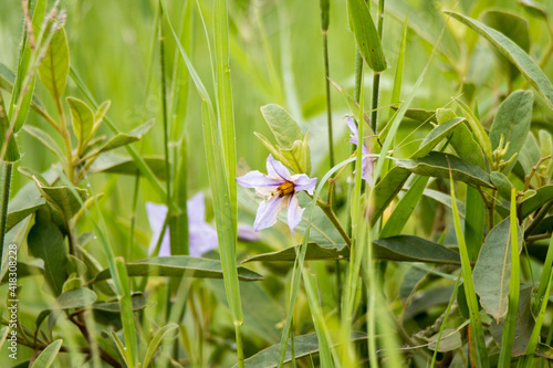 Kruger National Park  pretty wildflower