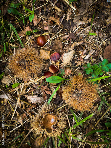 nut  fall  autumn