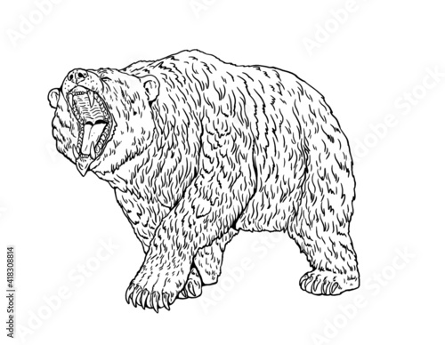Grizzly bear, Cave bear  illustration. Bear attack vector drawing.	