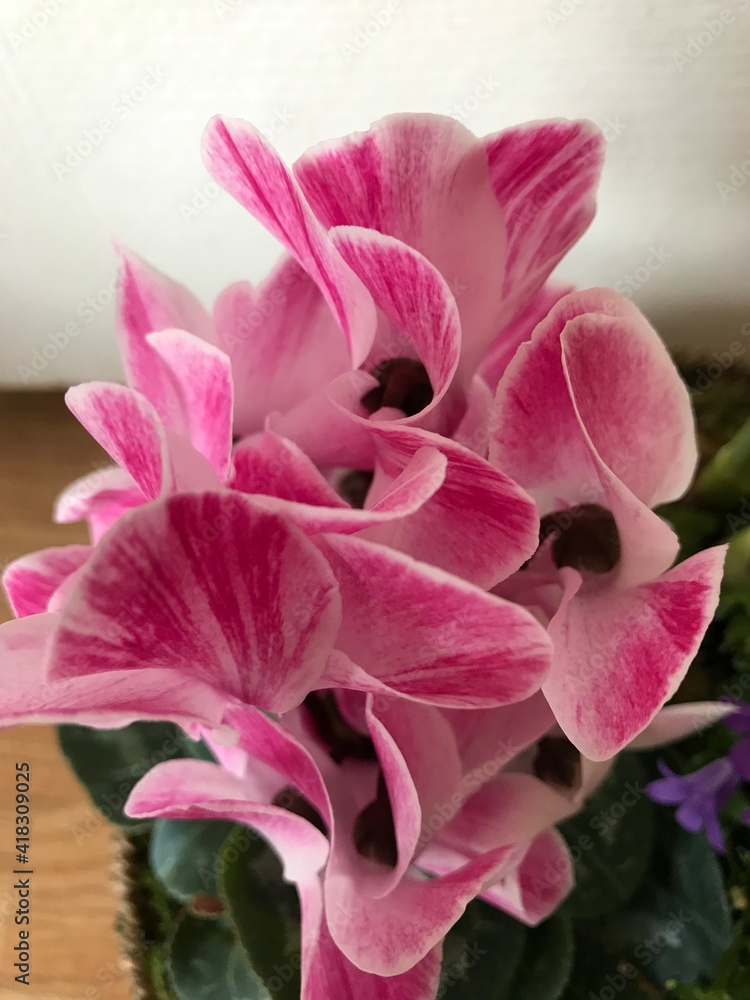 flower, pink, nature, plant, blossom, flowers, garden, spring, beauty, petal, orchid, flora, bloom, purple, green, macro, red, floral, beautiful, white, close-up, bouquet, color, closeup, summer