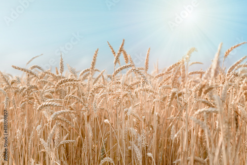 Ripe wheat field against blue sky argicultural background