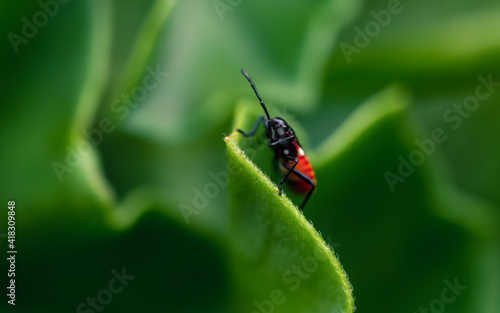 Insect on a leaf