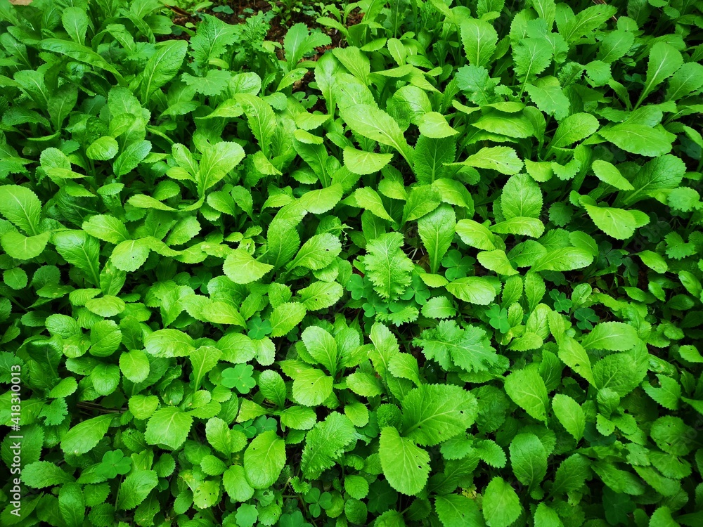 green leaves background