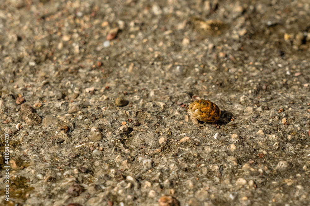 A Cancer hermit crab in a shell on beach. Tropical animal
