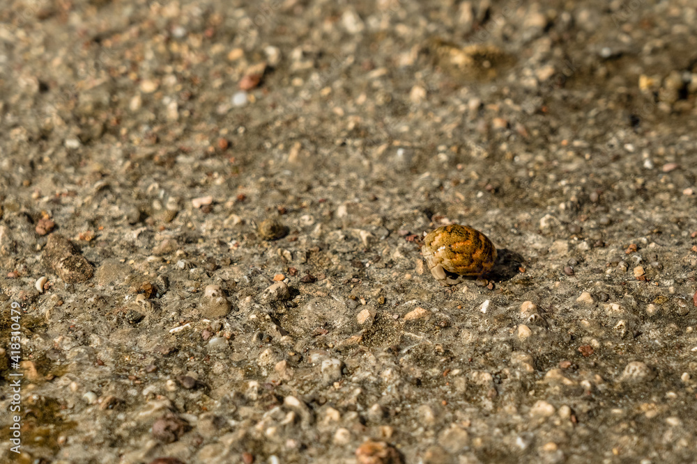 A Cancer hermit crab in a shell on beach. Tropical animal A Cancer hermit crab in a shell on beach. Tropical animal