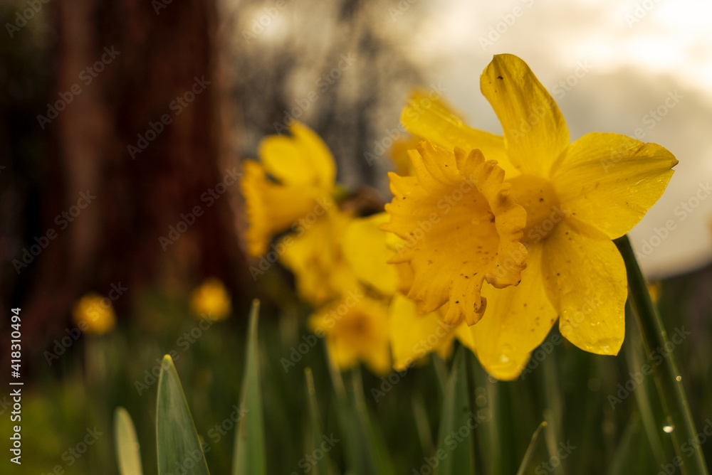 Obraz premium Yellow daffodils in spring