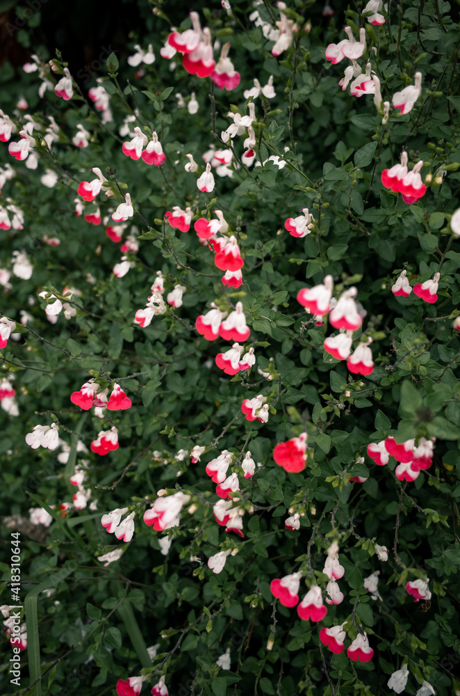 red and white flowers