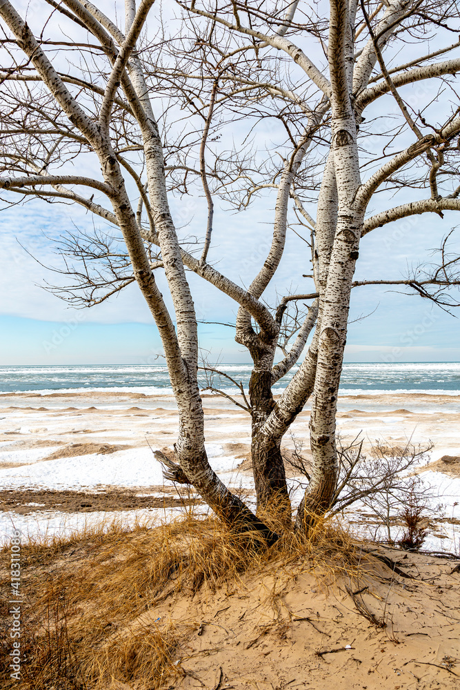 Birch at the Beach