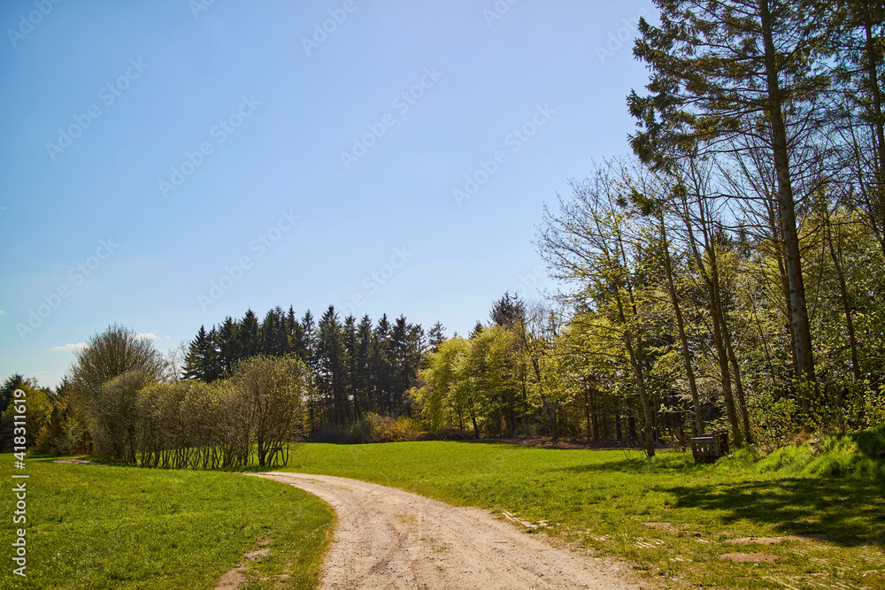 beautiful forest in the country side with blue sky