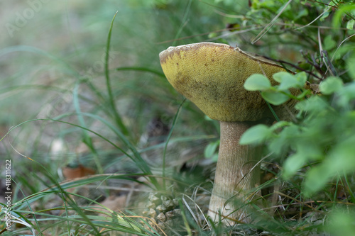 Canvas Print Suillellus luridus ( formerly Boletus luridus ) commonly known as the lurid bole