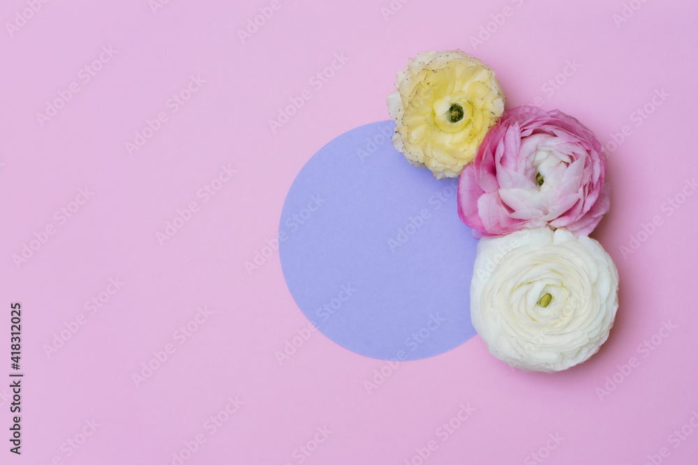 Flowers and purple circle on the pink background. Copyspace background. Flowers and purple circle on the pink background. Copyspace background.