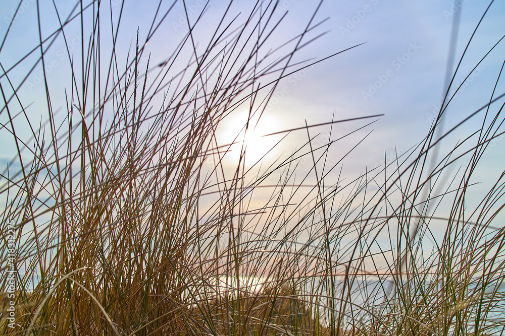 grass straws on the beach with the sun grass straws on the beach with the sun