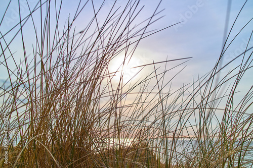 grass straws on the beach with the sun
