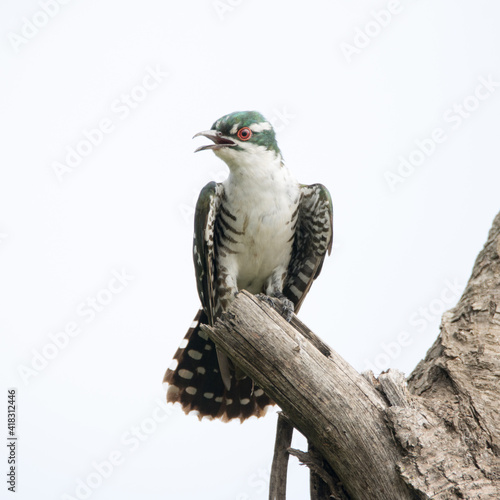 Kruger National Park: Diderick cuckoo portrait