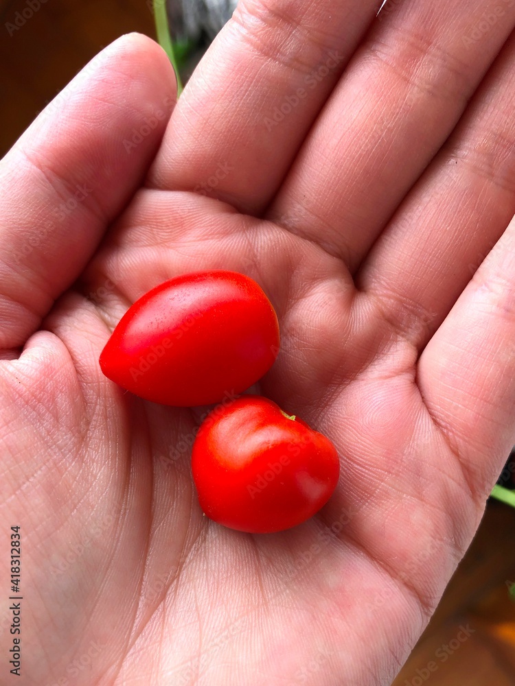 Home-grown tomatoes in female hand Home-grown tomatoes in female hand