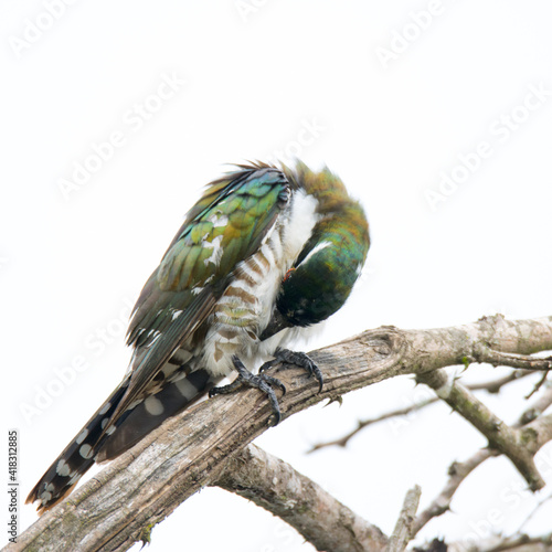 Kruger National Park: Diderick cuckoo photo
