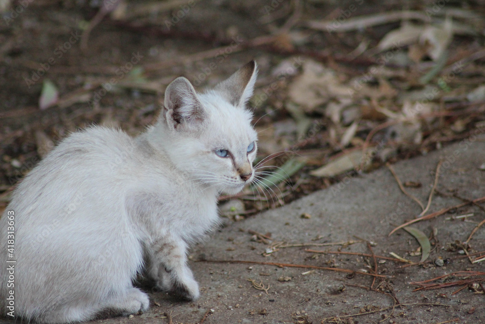 lillte white homeless kitten sitting on ground lillte white homeless kitten sitting on ground