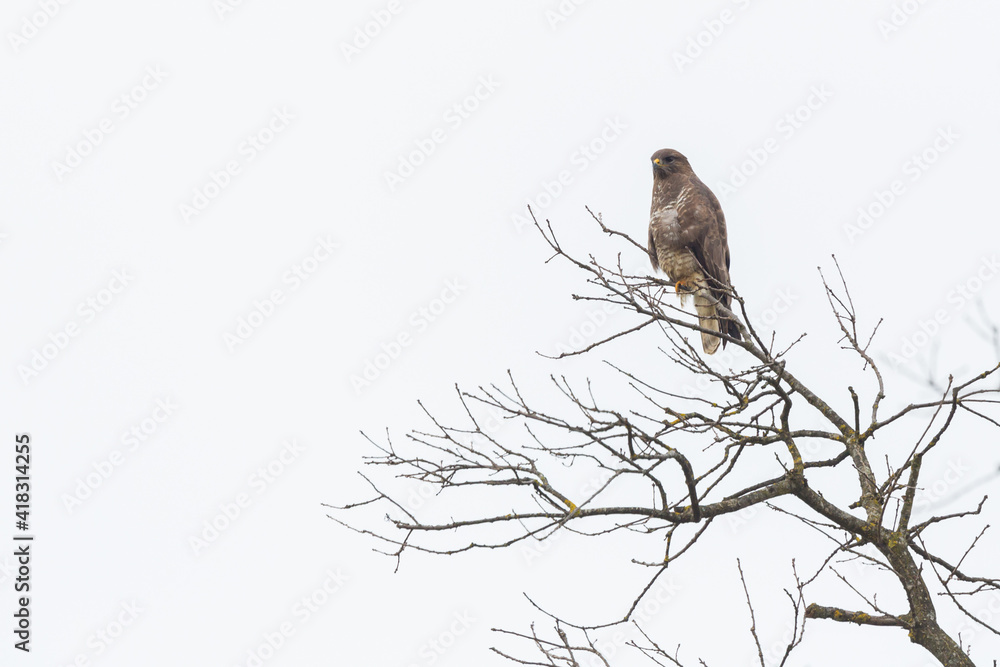 isolated common buzzard (buteo buteo) standing on tree branch isolated common buzzard (buteo buteo) standing on tree branch