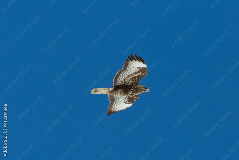 close-up common buzzard (buteo buteo) in flight in blue sky close-up common buzzard (buteo buteo) in flight in blue sky