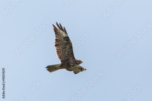 close-up common buzzard (buteo buteo) in flight with open wings