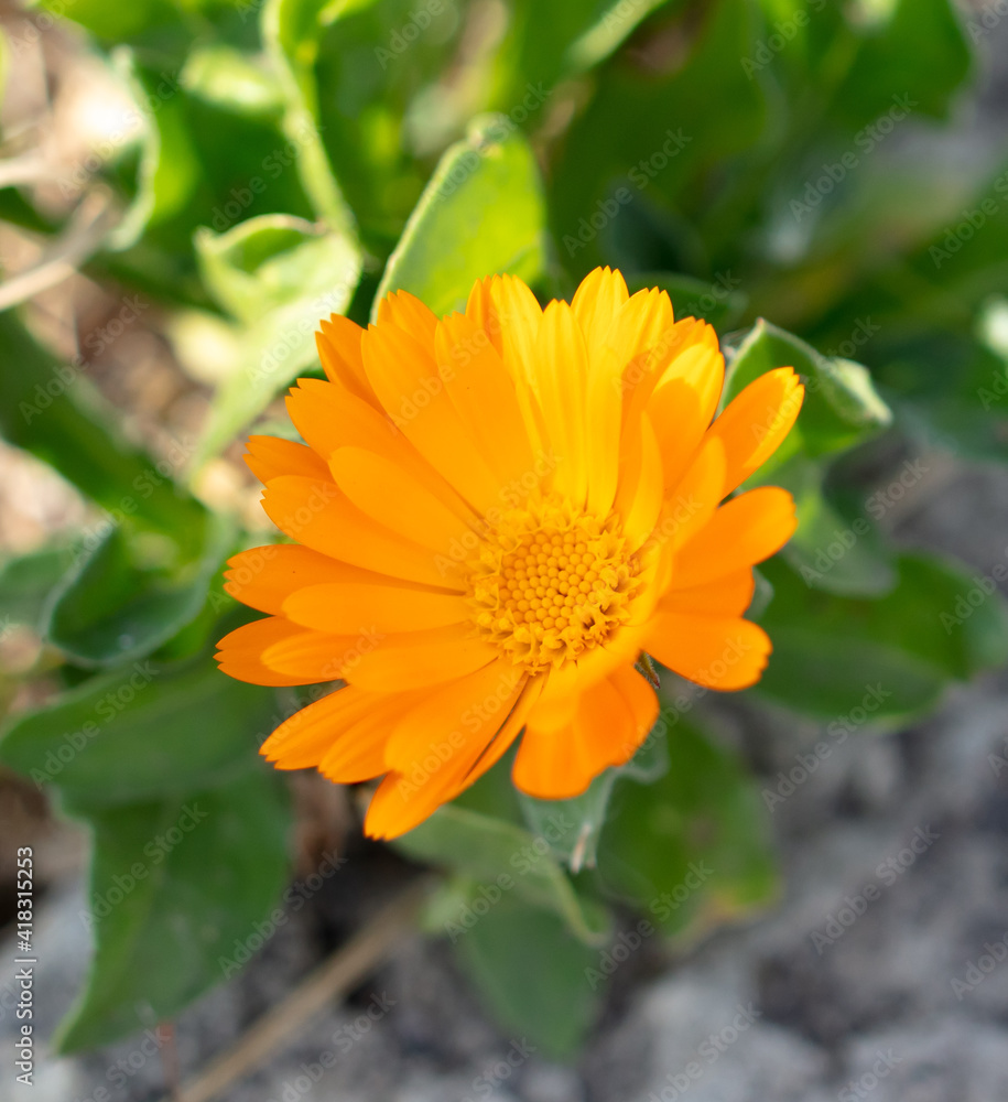 Orange flowers in nature as a background.