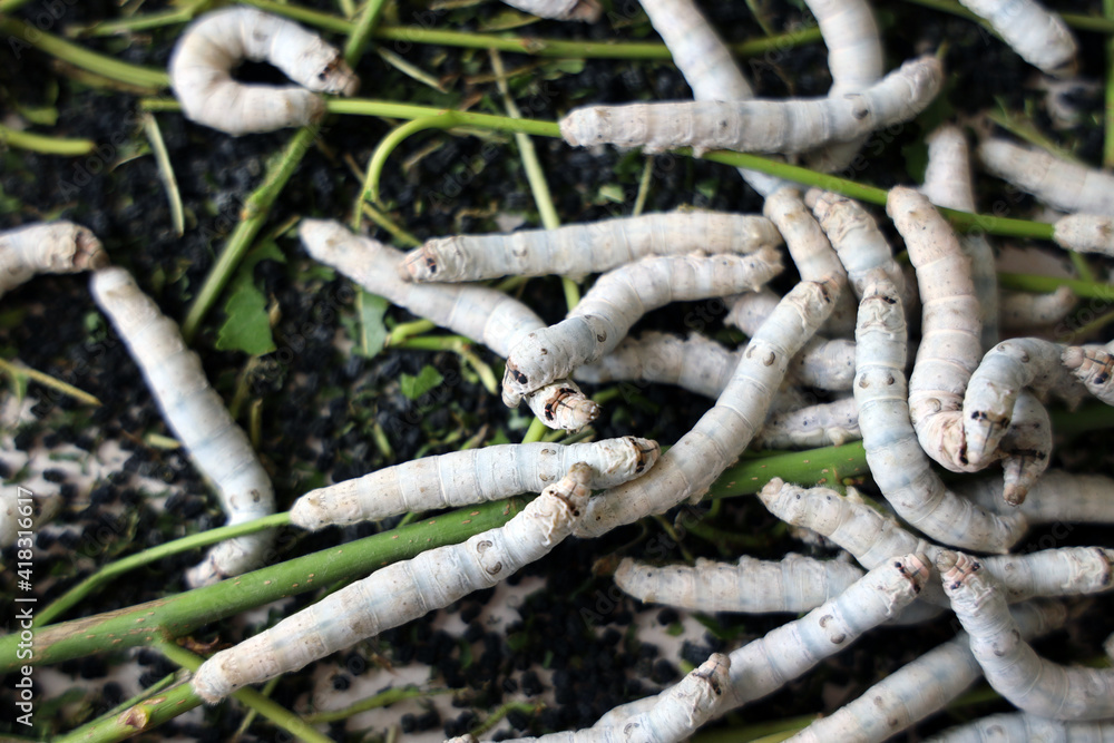 The silkworm is the larva or caterpillar of the domestic. It is an economically important insect, being a primary producer of silk. The silkworm is the larva or caterpillar of the domestic. It is an economically important insect, being a primary producer of silk.
