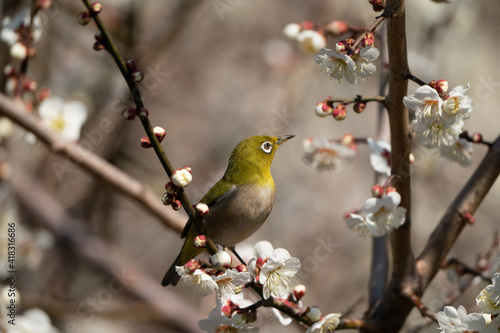 bird on a branch