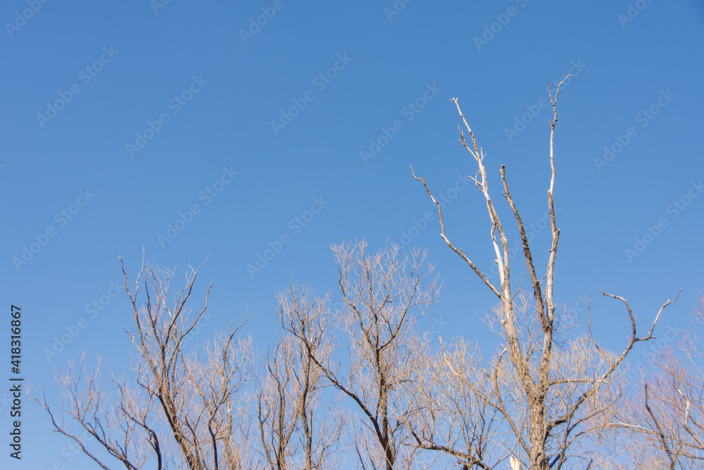Lonely trees with branches in the sky Lonely trees with branches in the sky