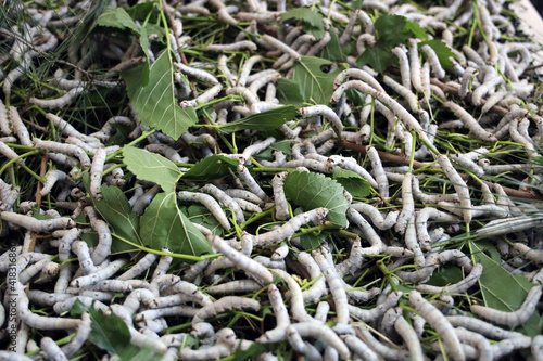 The silkworm is the larva or caterpillar of the domestic. It is an economically important insect, being a primary producer of silk.
