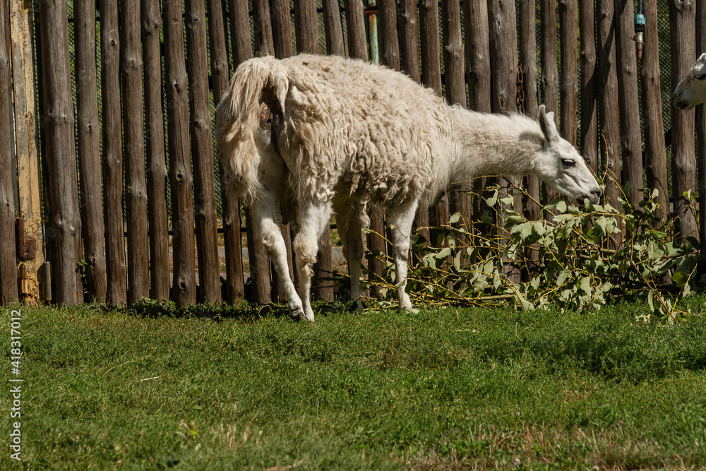 Fototapeta premium White lama eats