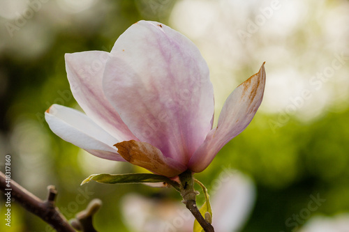 Macro blooming magnolia on a close-up branch © Minakryn Ruslan 