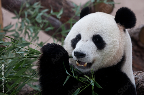 Appetizing bamboo  full face portrait of a panda