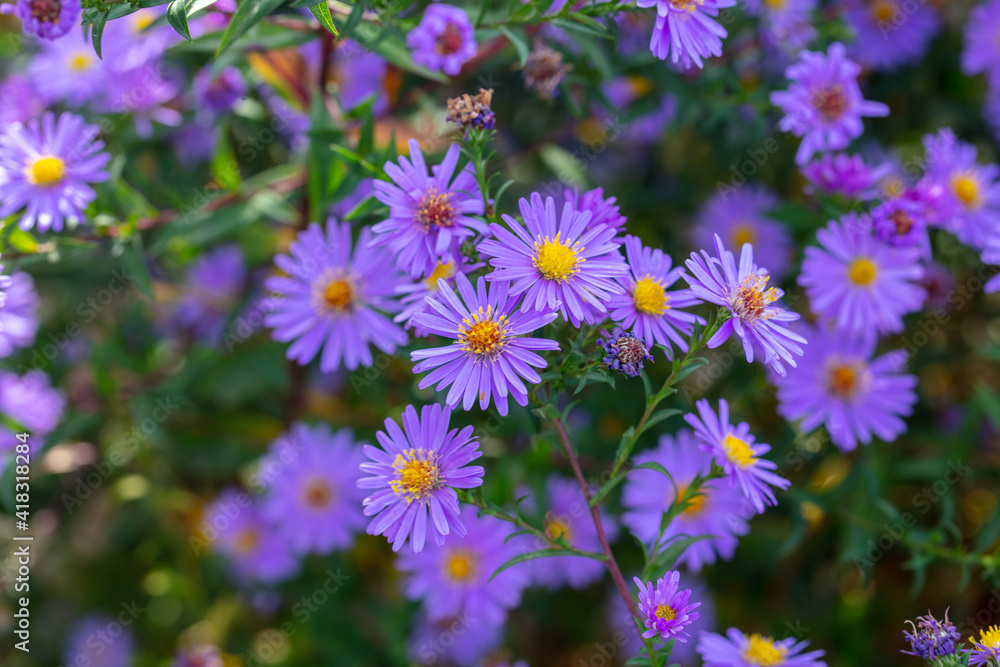 Purple flowers in nature as a background. Purple flowers in nature as a background.