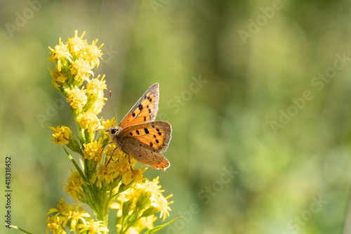 Lycaena phlaeas, the small copper,  or common copper butterfly collecting pollen from a yellow flowered plant photo