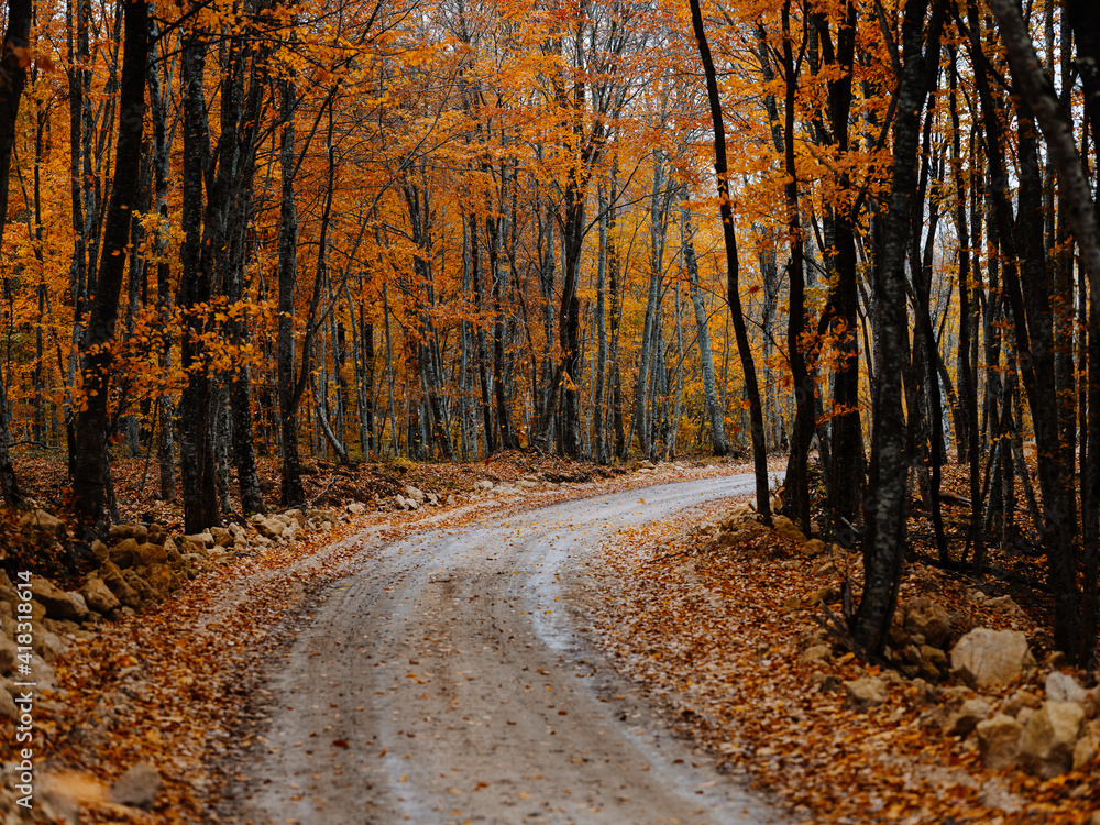 Obraz premium trail of yellow leaves autumn forest nature fresh air tall trees