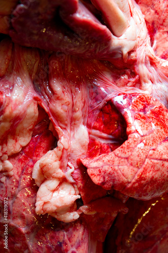 A Close Up of Lungs, Heart and Windpipe Raw Meat of a Sheep photo