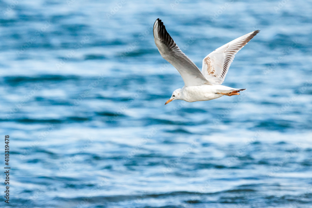 Obraz premium Slender-billed gull (larus genei) flying at Albufera of Valencia natural park.